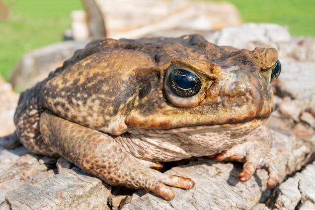 Why is Toad named Toad?