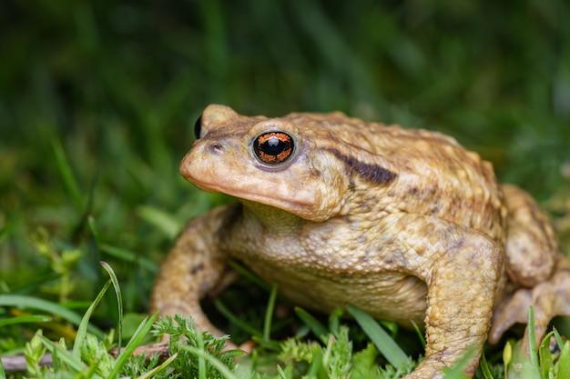 Why is Toad named Toad?