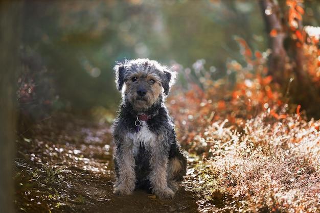 why schnauzers are the worst dogs