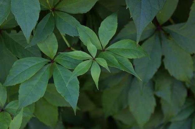 parthenocissus inserta