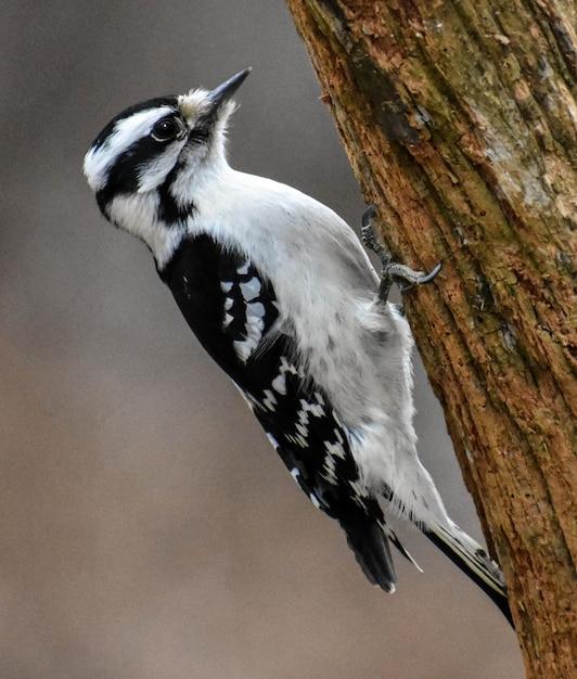 woodpeckers in mn