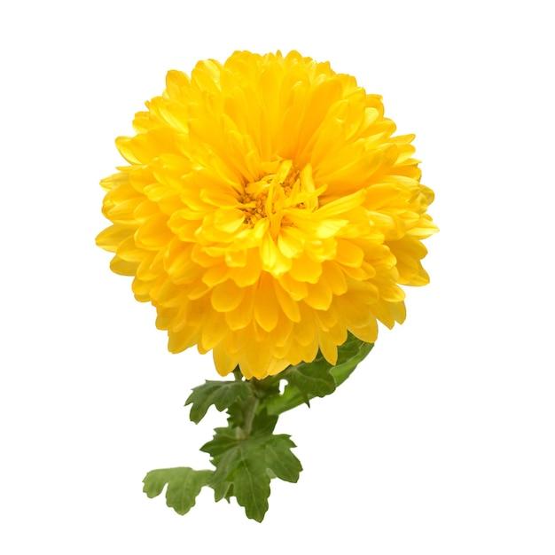 yellow chrysanthemum