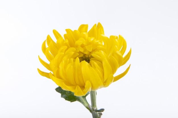 yellow chrysanthemum