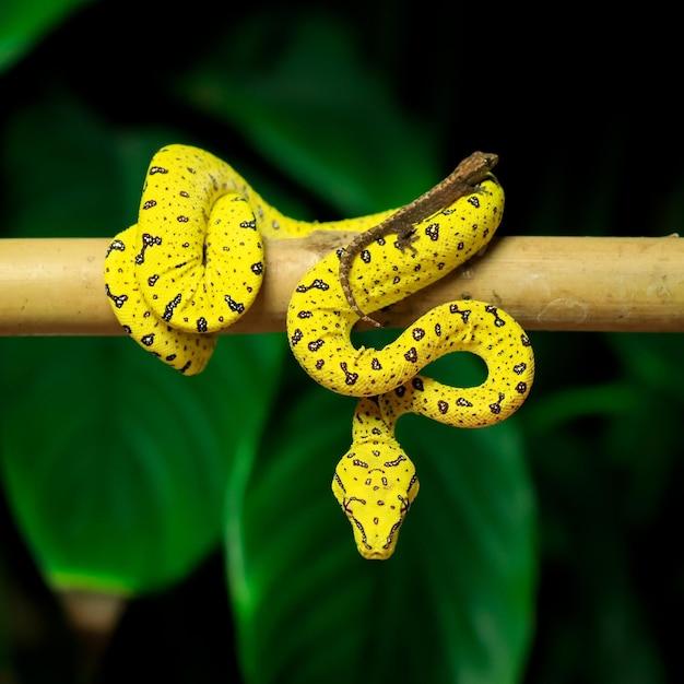 yellow snake with black spots