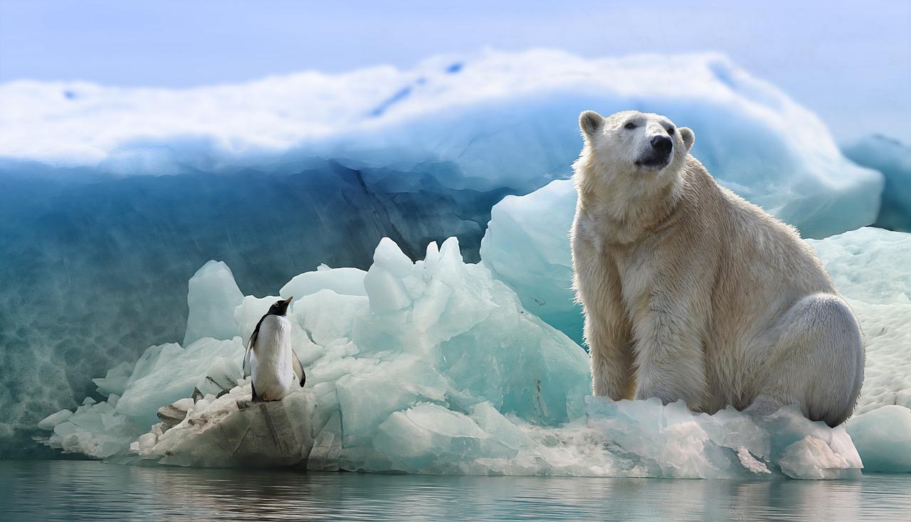 What are 5 interesting facts about polar bears? 