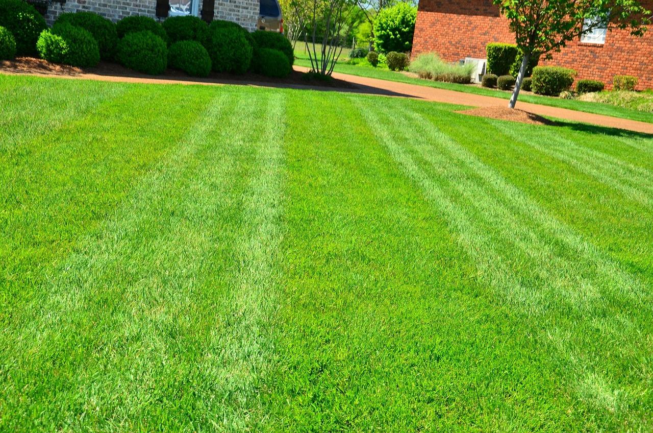 How To Re Grass A Yard 