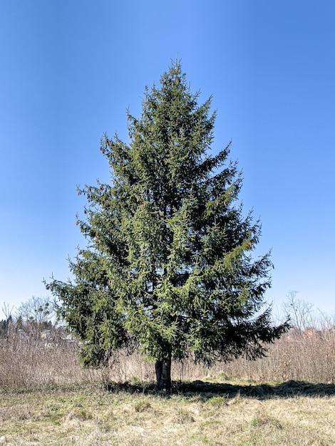  How Long Do Elm Trees Live 