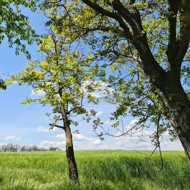  How Long Do Elm Trees Live 