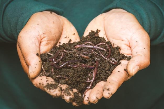  Are Earthworms Harmful To Humans 