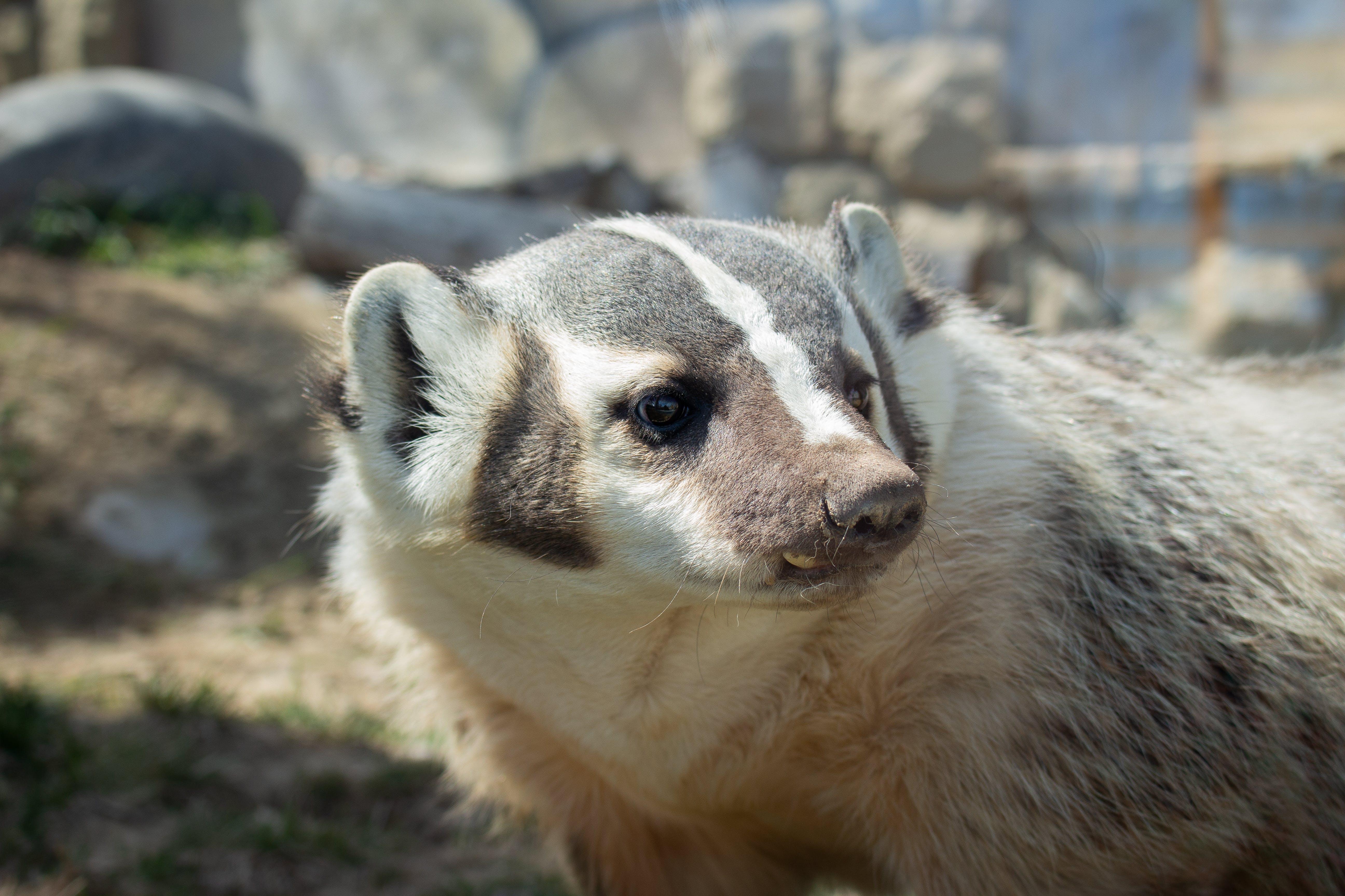 What time of day are badgers most active? 