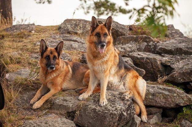 Can 2 female German Shepherds live together? 