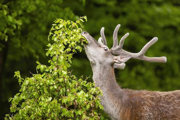 Will A Neck Shot Kill A Deer 