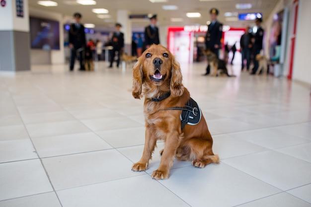 Can Airport Body Scanners See Drugs 