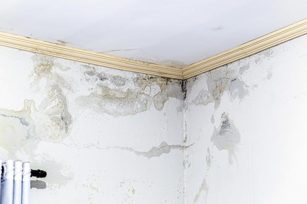 Can Mold Inside Walls Make You Sick 