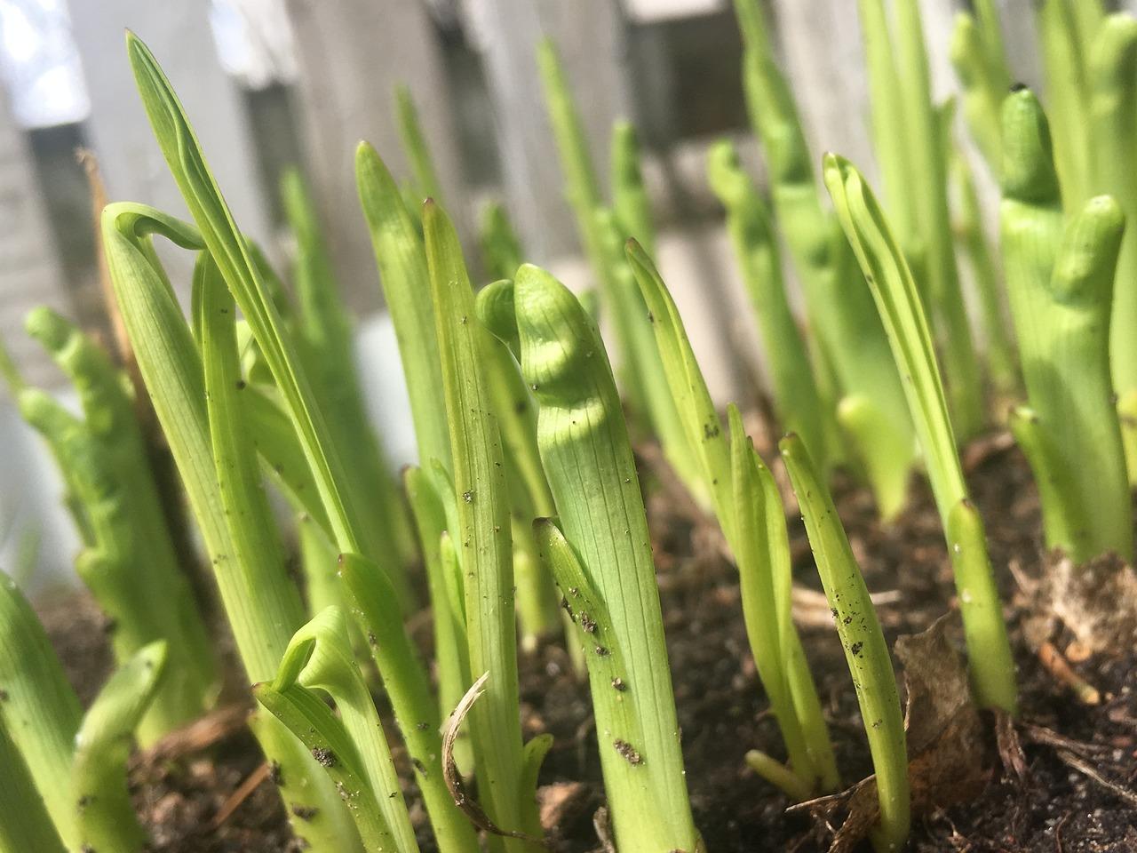 What Do Clover Sprouts Look Like 