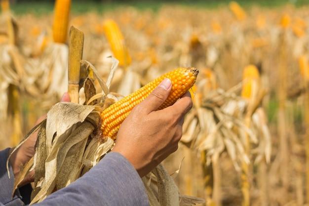  How To Crack Corn By Hand 