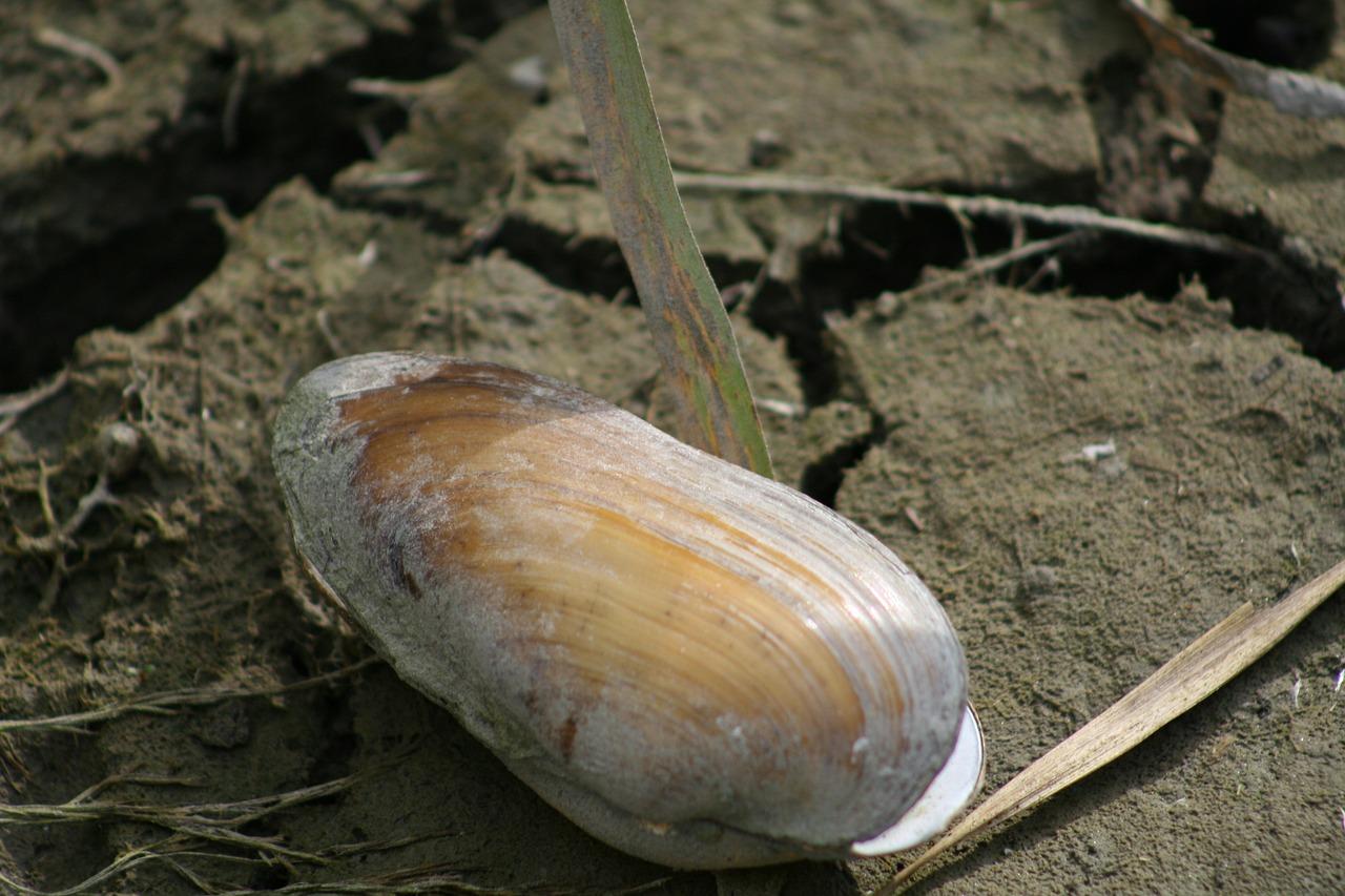  Where To Dig Clams Near Me 