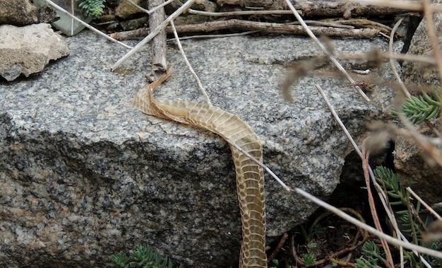 Do Snakes Shed Close To Where They Live 