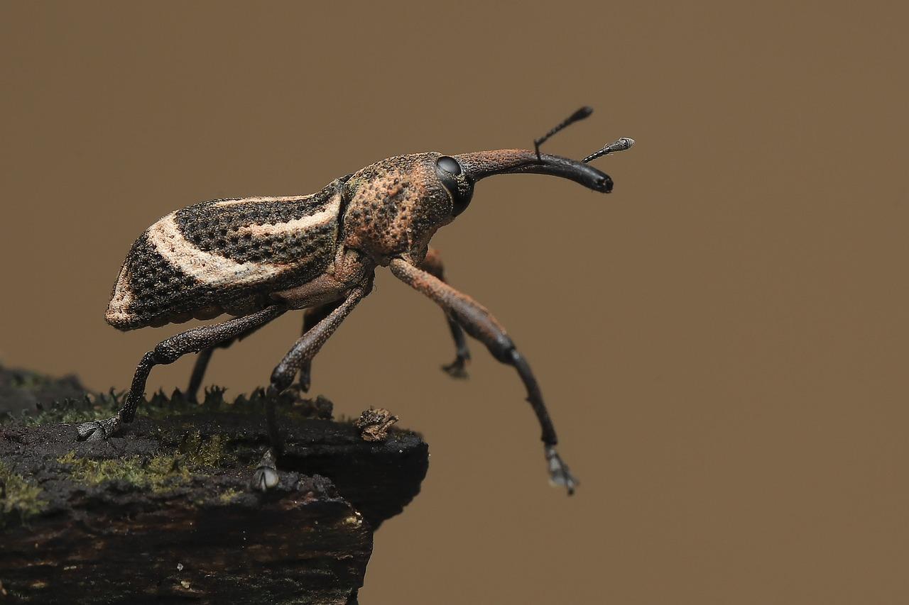 Do Weevils Bite Humans 