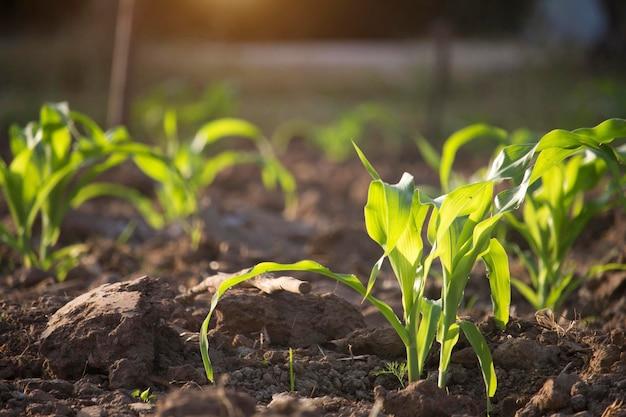  Does Corn Grow In Clay Soil 