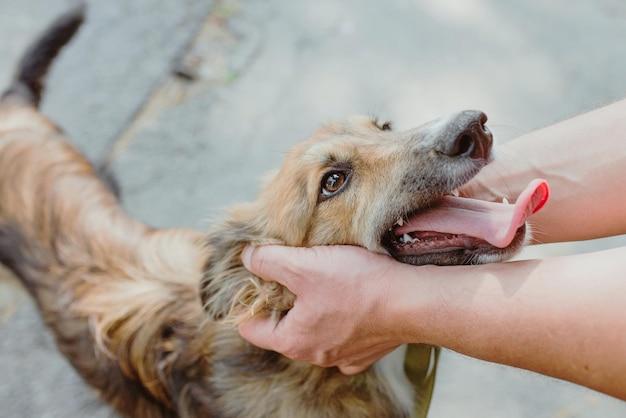 Dog Aggression When Cleaning Paws 