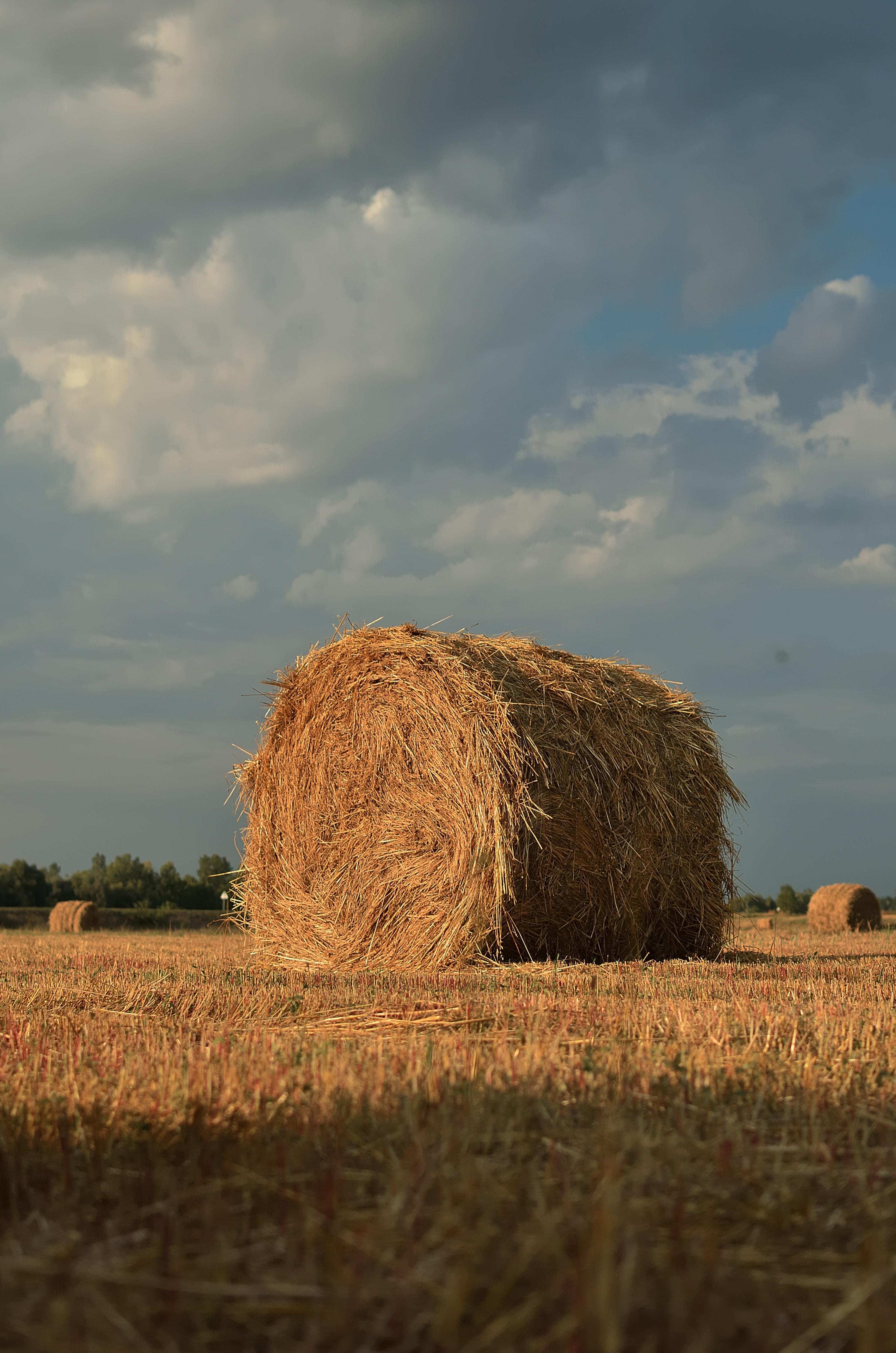 What Does Hay Look Like In The Field 