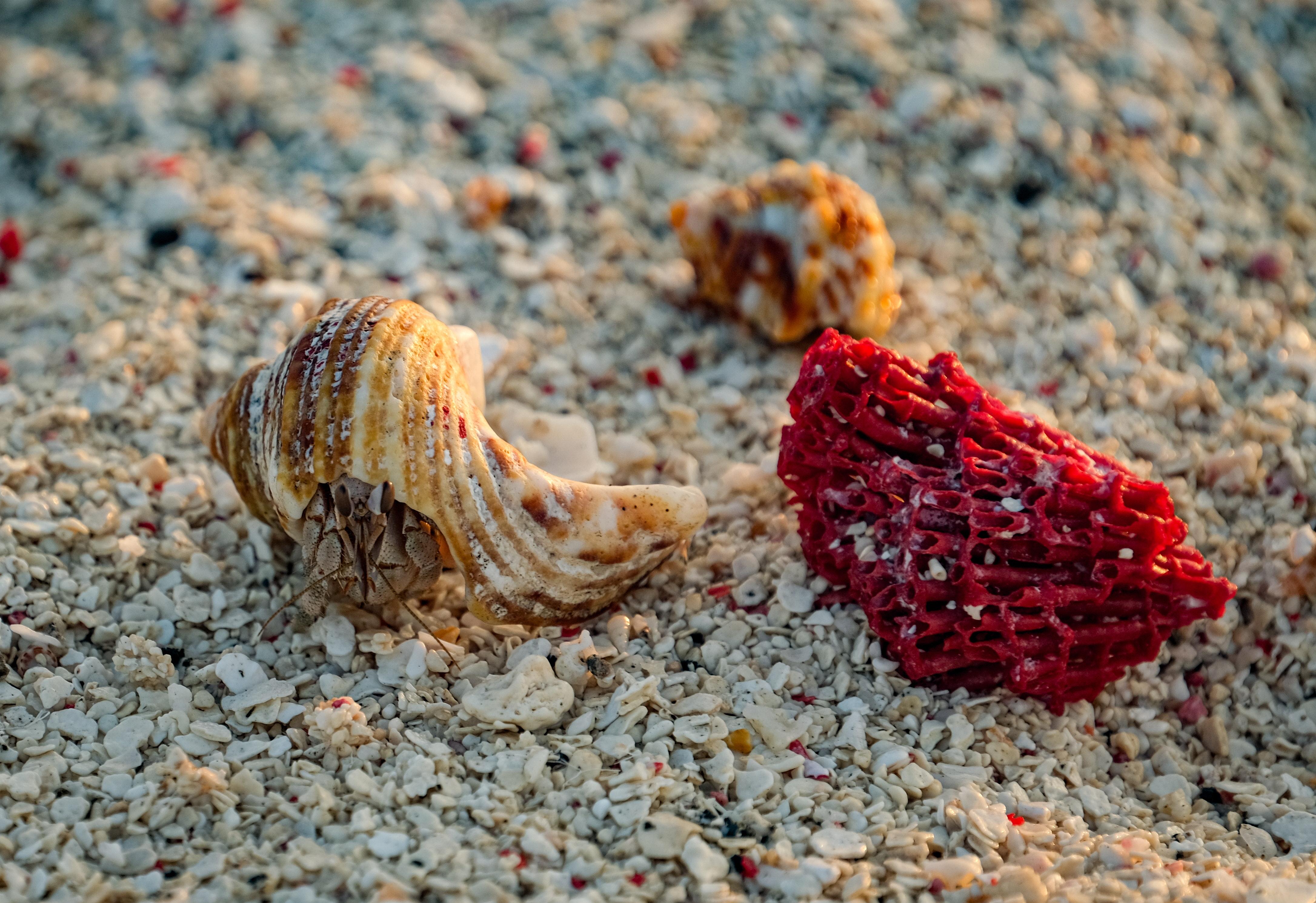  How Are Hermit Crab Shells Made 