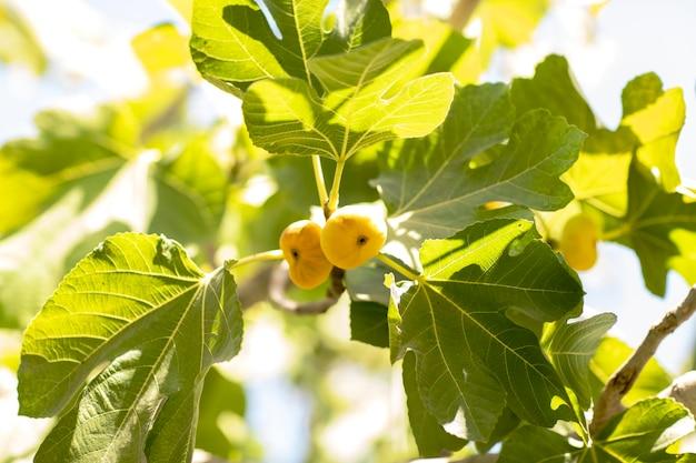 How Big Are Fig Leaves 