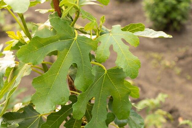 How Big Are Fig Leaves 