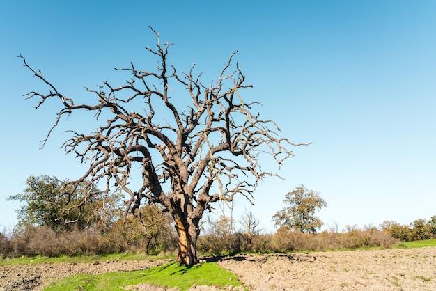 How Big Of A Oak Tree Can Be Transplanted 