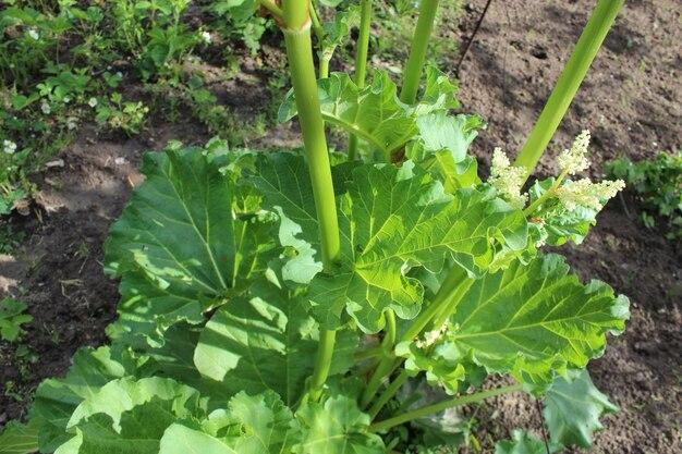 How Deep Do Rhubarb Roots Go 