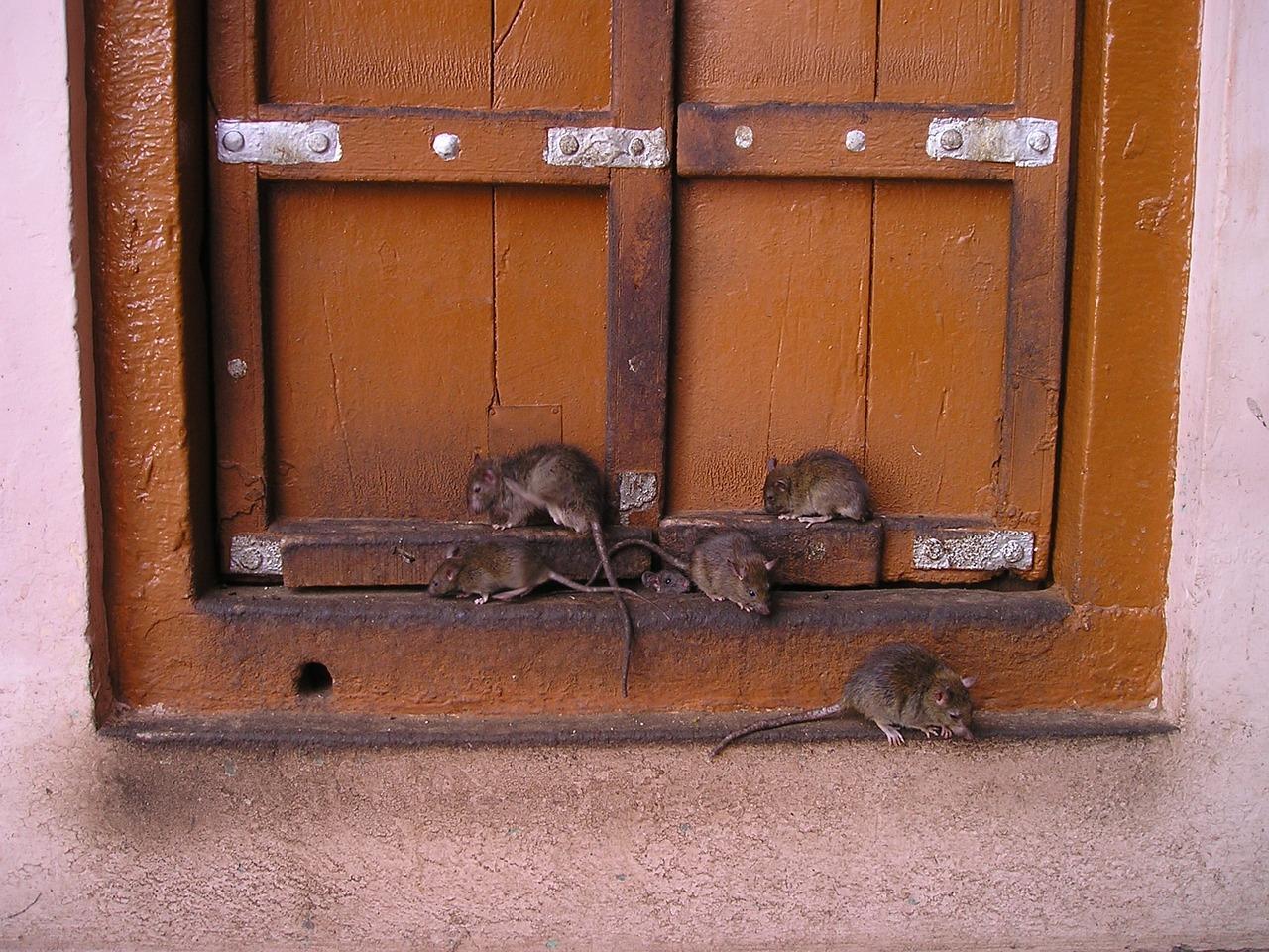  How Do Mice Climb On Counters 