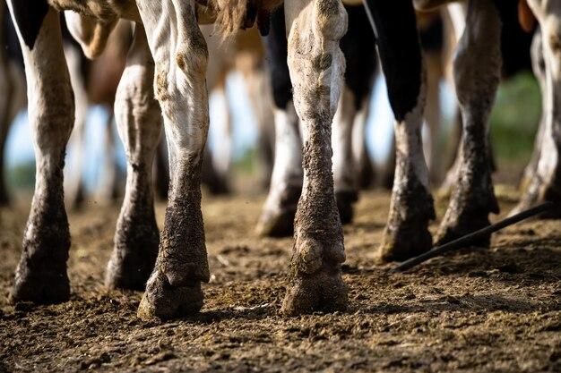 How Do Wild Cows Trim Their Hooves 