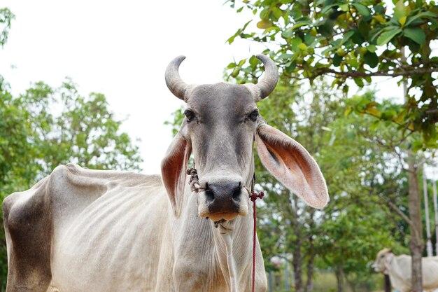 How Do Wild Cows Trim Their Hooves 