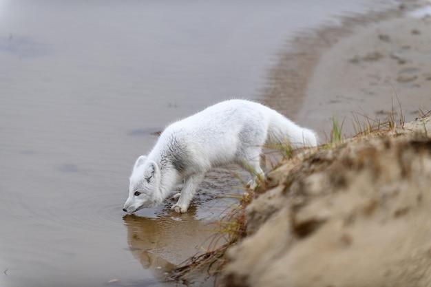 How does the arctic fox get water? 