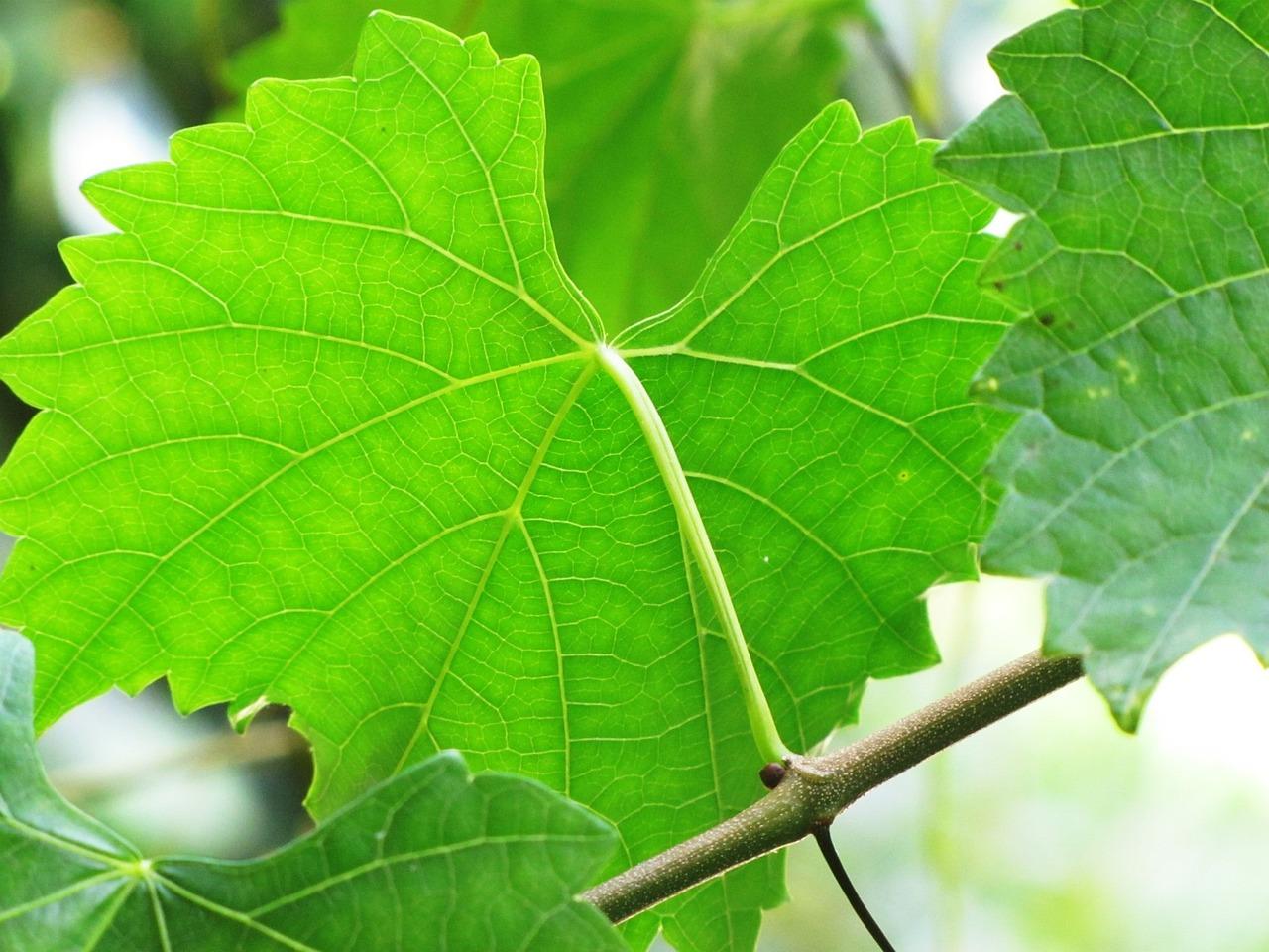  How Far Apart To Plant Muscadine Grape Vines 