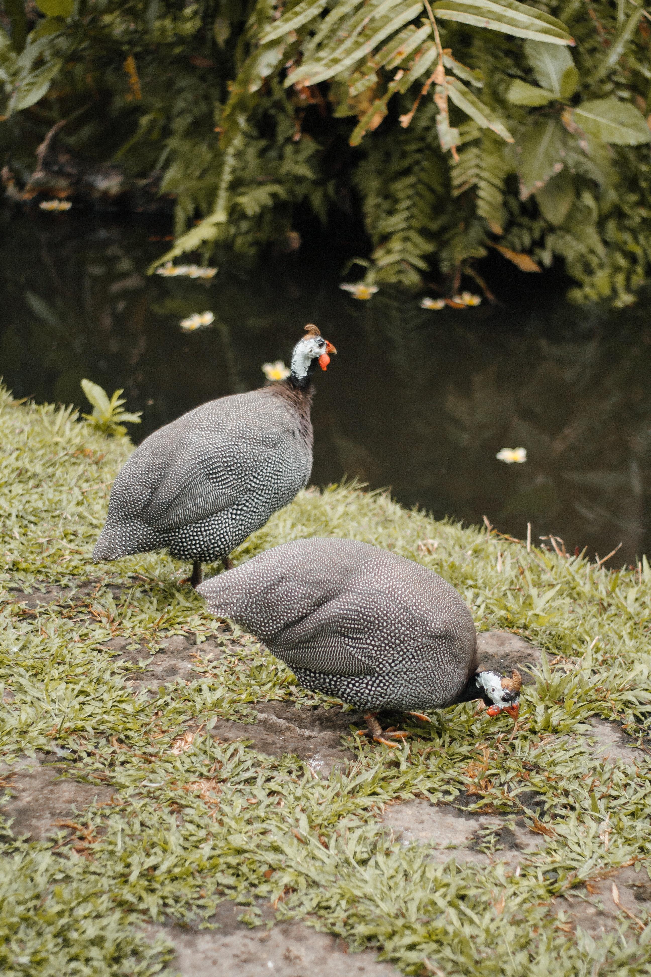 How Far Will Guinea Fowl Roam 