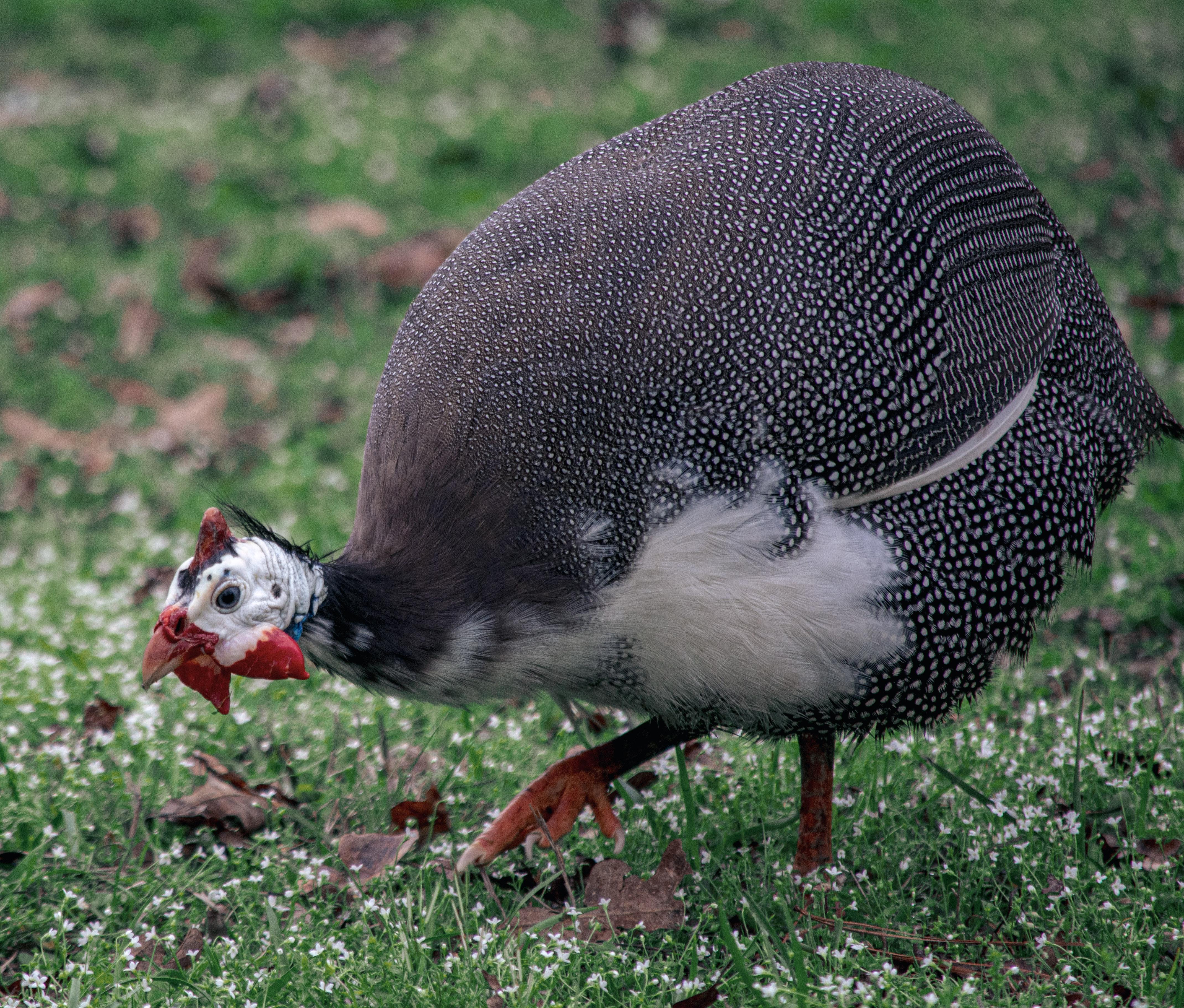 How Far Will Guinea Fowl Roam 