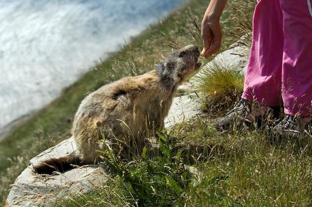  How Fast Can A Groundhog Run 