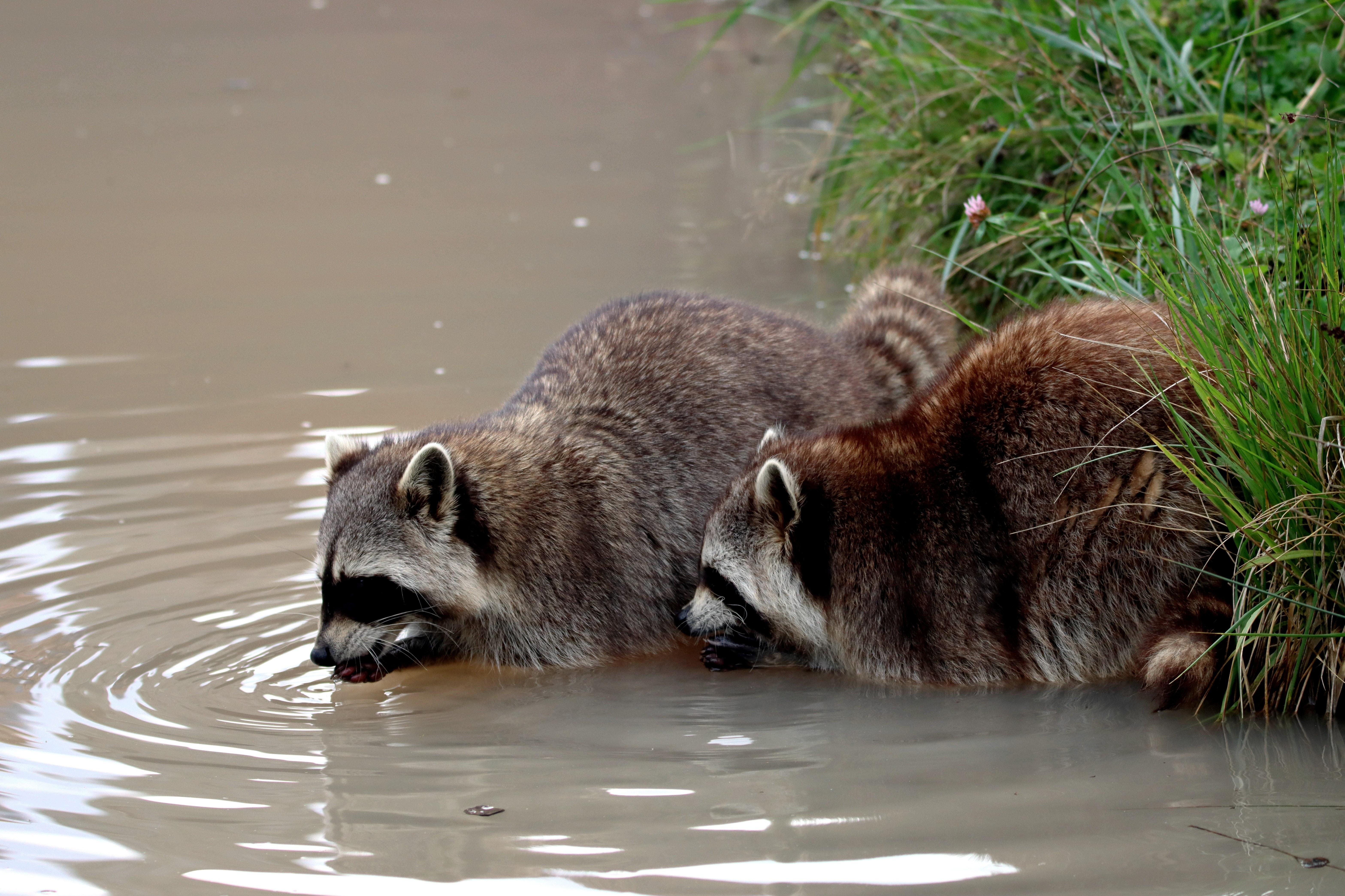 How Fast Can Raccoons Run 