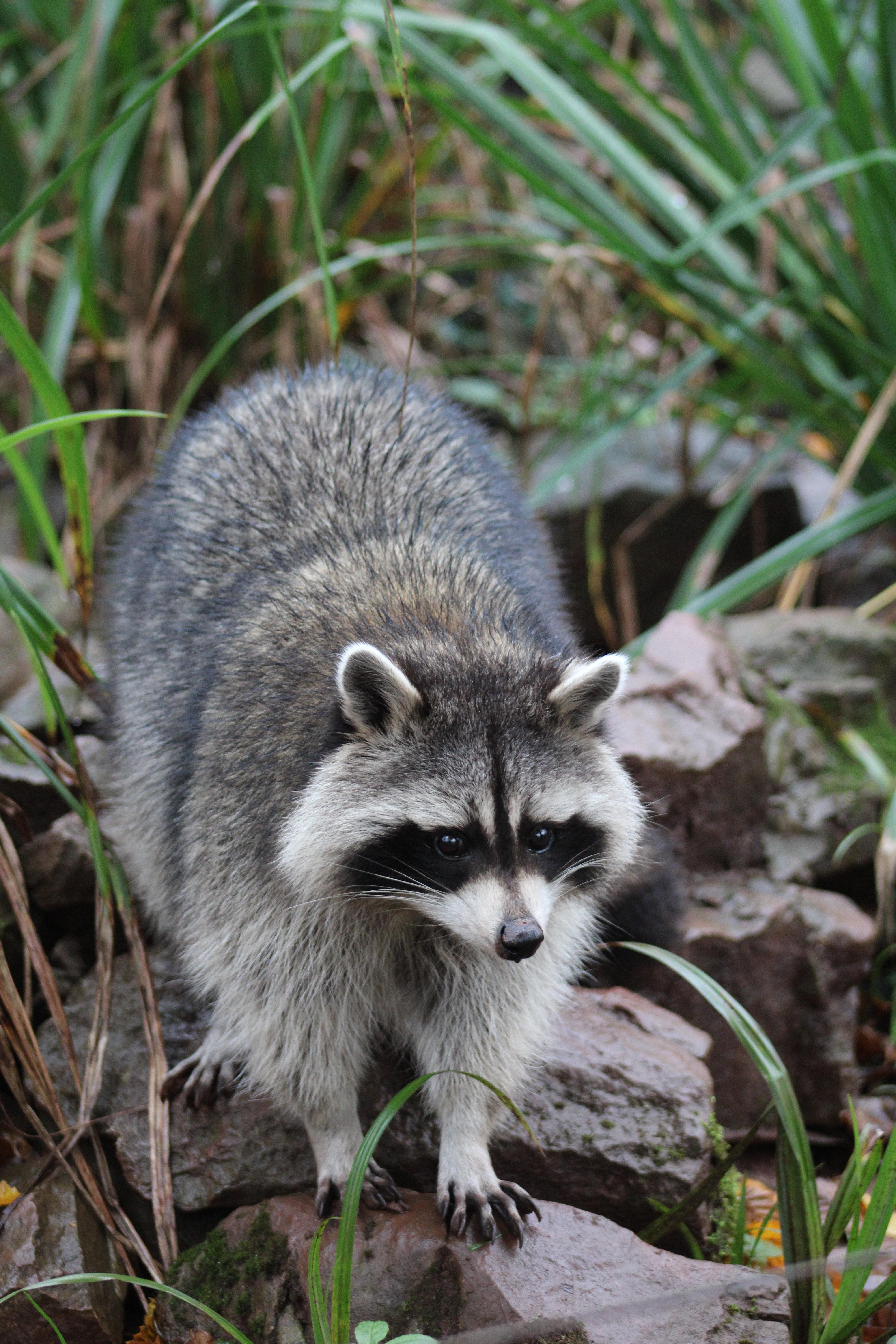 How Fast Can Raccoons Run 