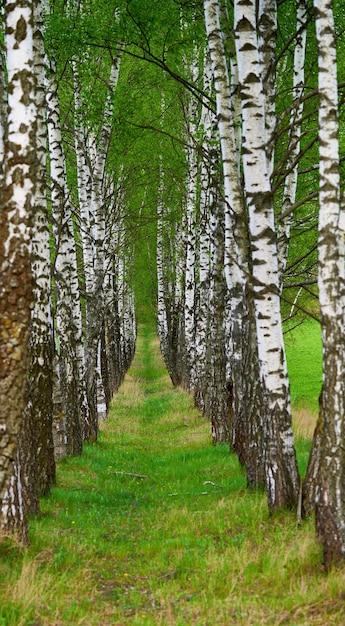 How Fast Do Birch Trees Grow 