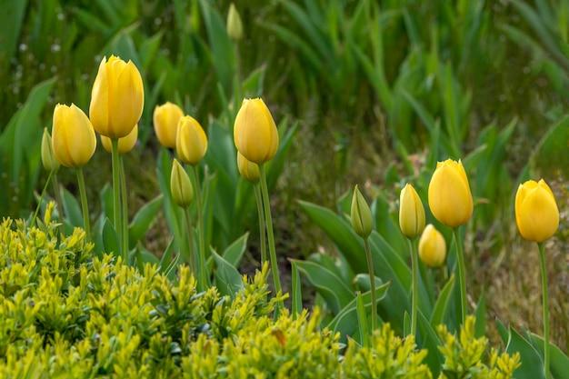 How Fast Do Tulips Grow 