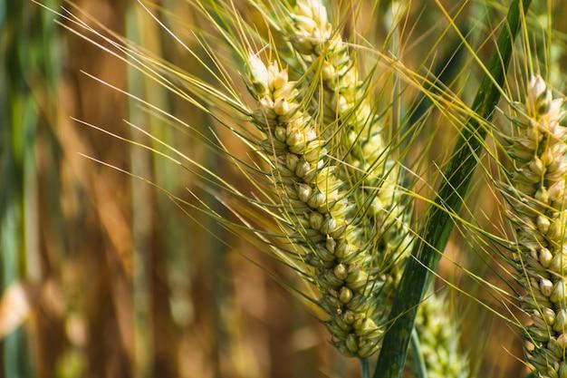 How Fast Does Wheat Grow 