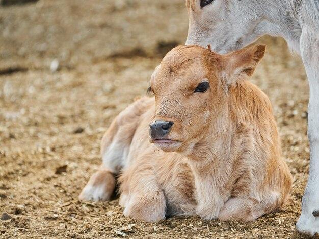  How Long Can A Calf Live Without Milk 