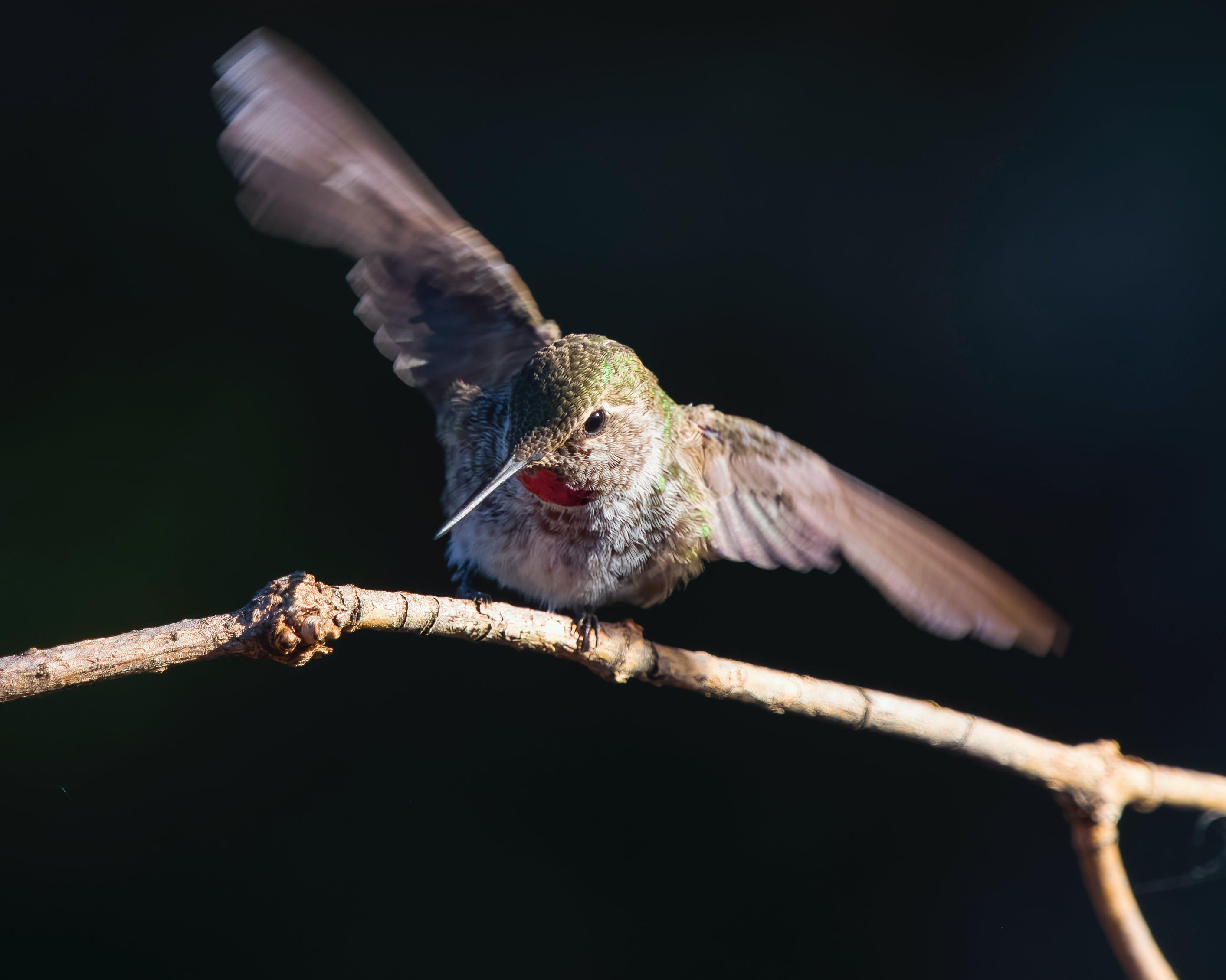 How long can Hummingbird go without eating? 