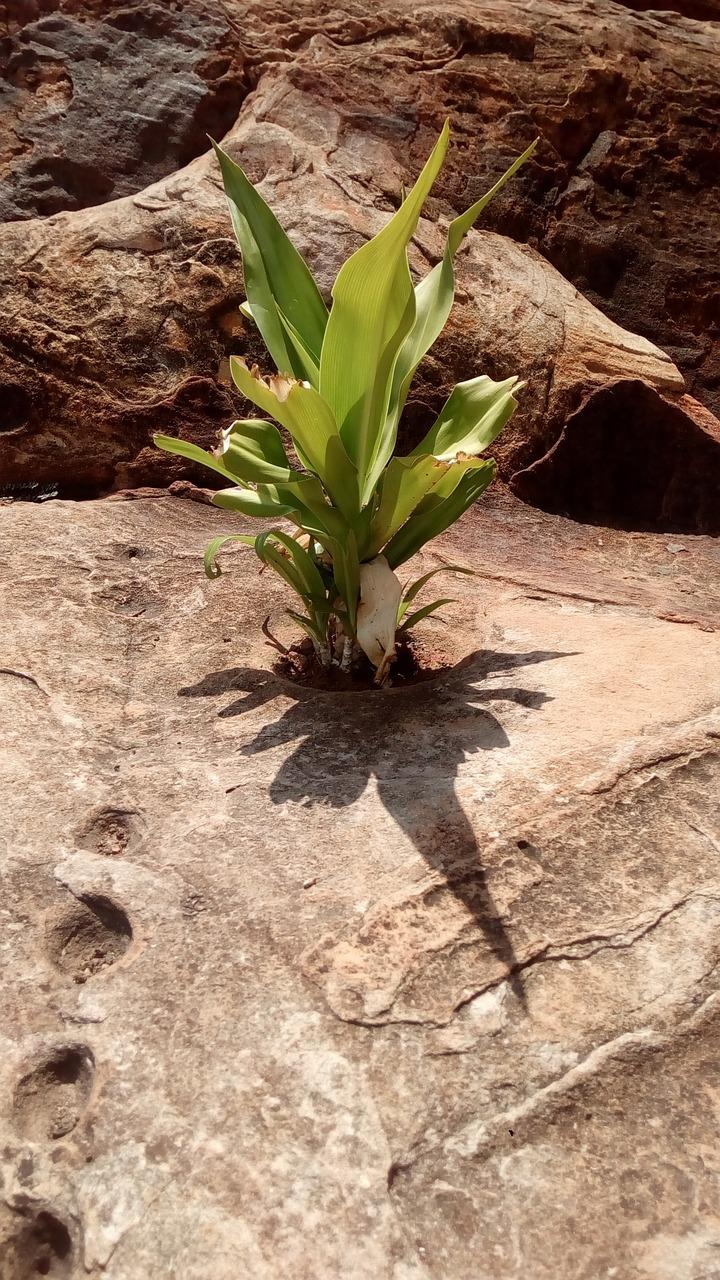 How Long Can Plants Survive Without Soil 