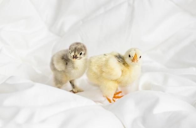  How Long Do Baby Chicks Sleep 