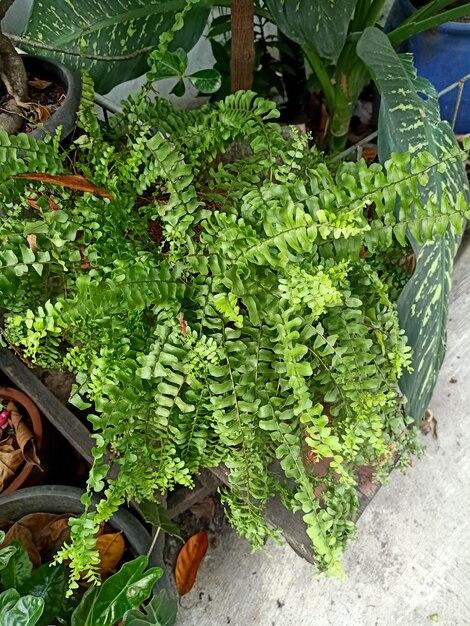  How Long Do Boston Ferns Live 