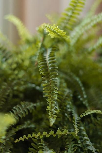  How Long Do Boston Ferns Live 